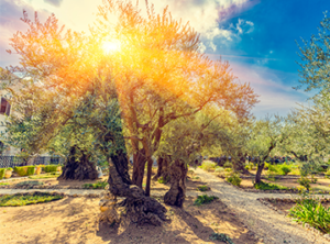 Info Share Sights of Faith
