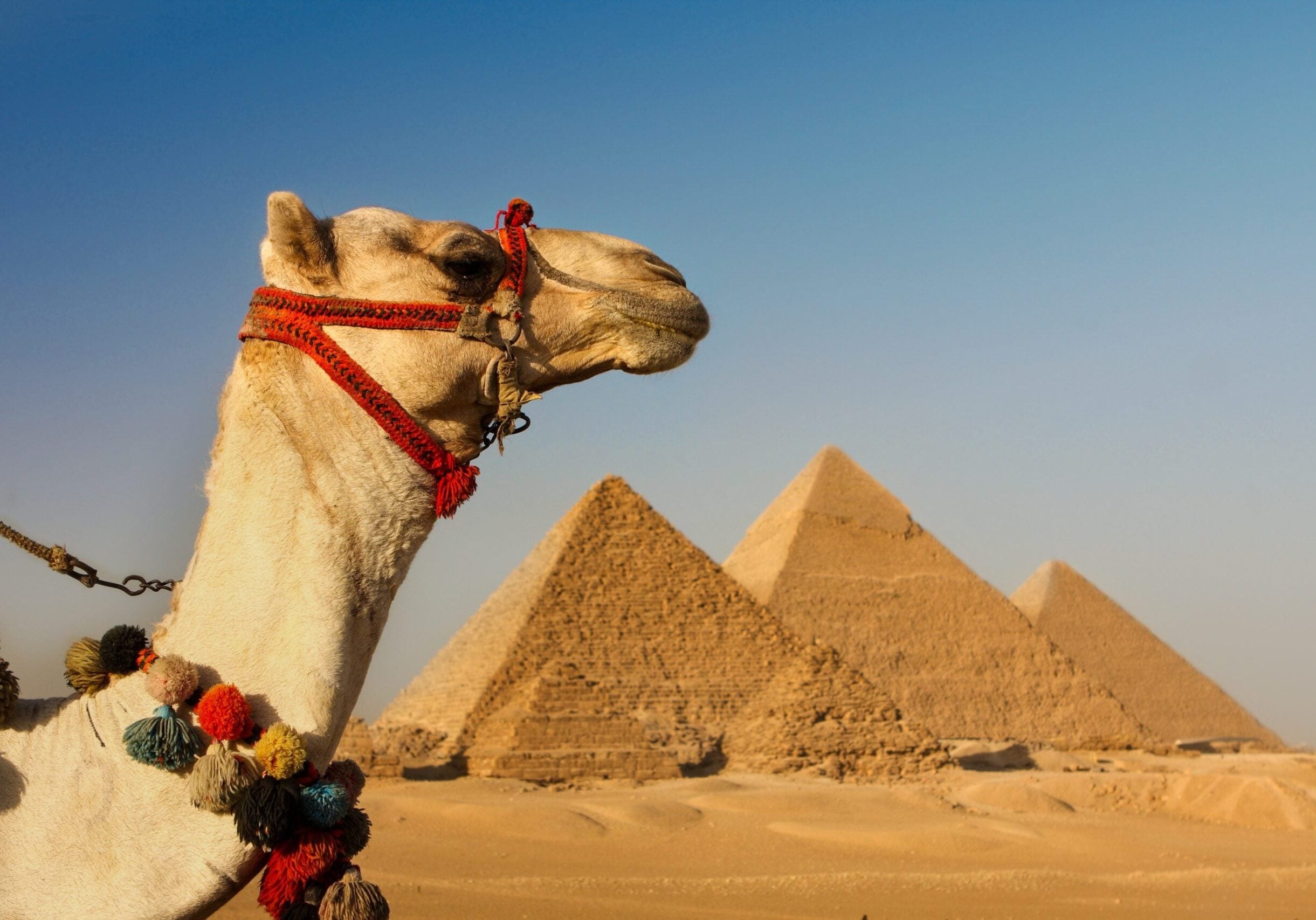 Camel-and-Pyramid-AdobeStock-243600725-scaled
