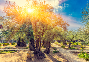 Garden-of-Gethsemane-300x222